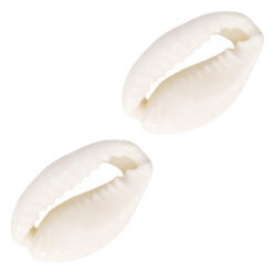 Schelp kralen kauri Naturel white
