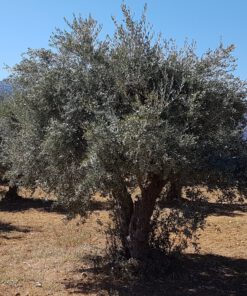 Olijf houten kralen 6mm