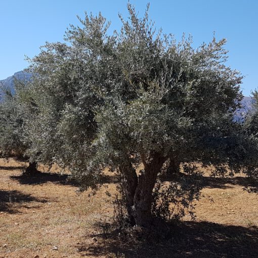 Olijf houten kralen 6mm